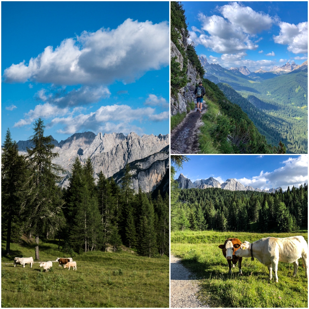 italy-dolomiti-cow Dolomity