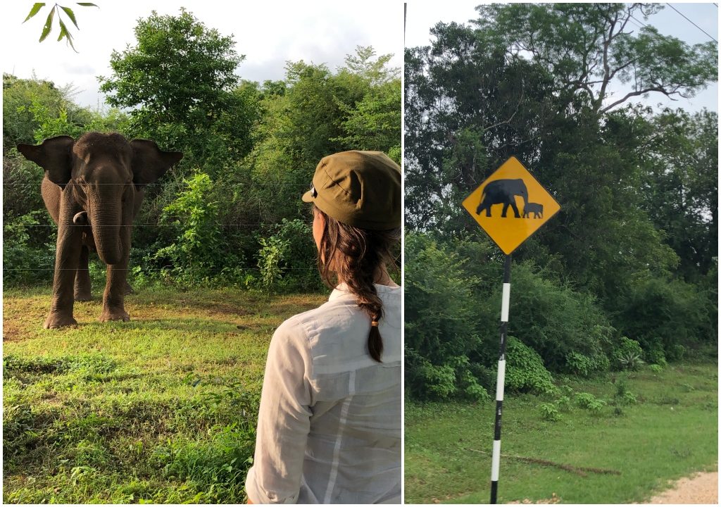 Sri Lanka safari