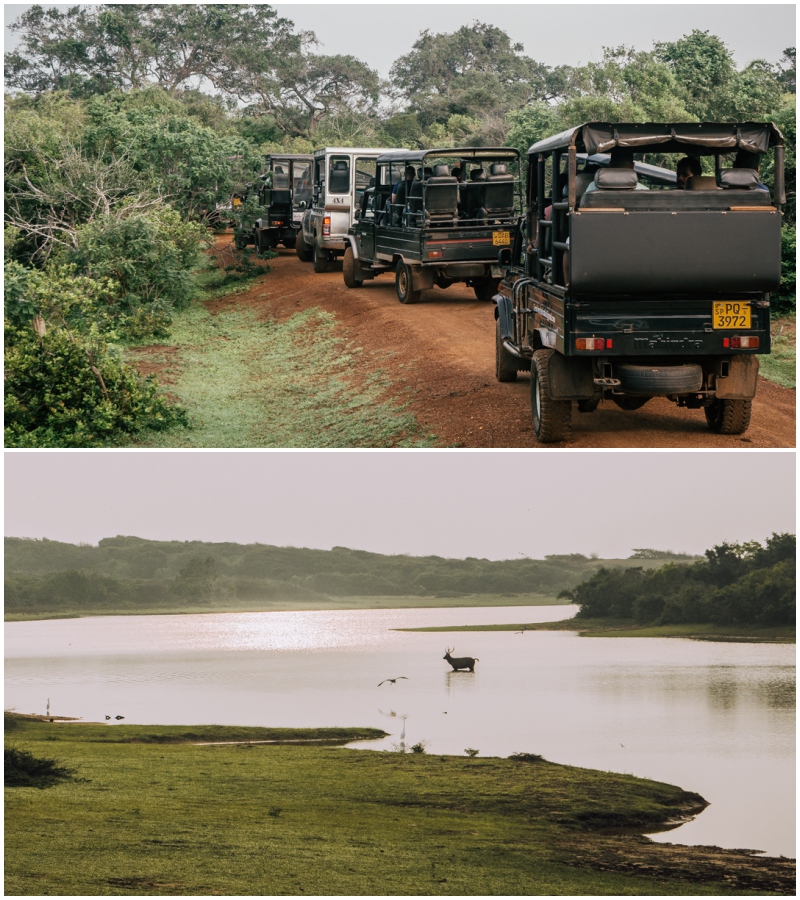 Sri Lanka safari