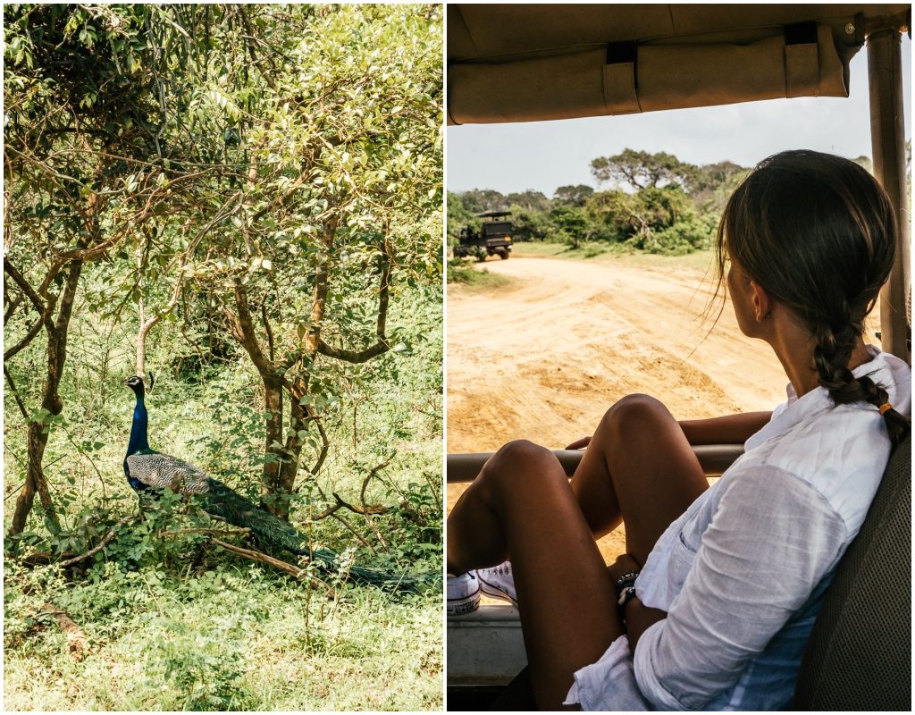 Sri Lanka safari