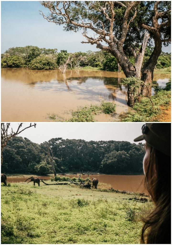 Sri Lanka safari