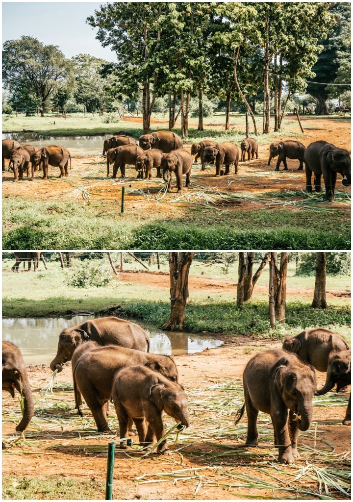 Sri Lanka safari