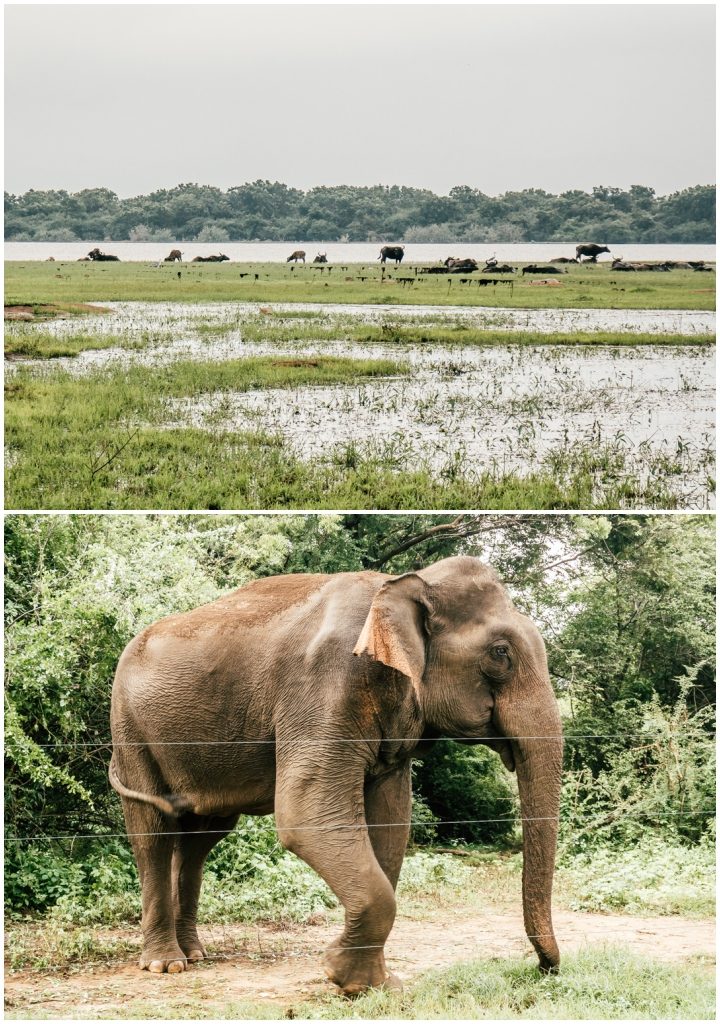 Sri Lanka safari