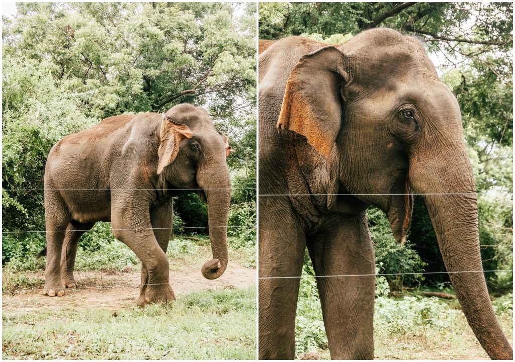 Sri Lanka safari