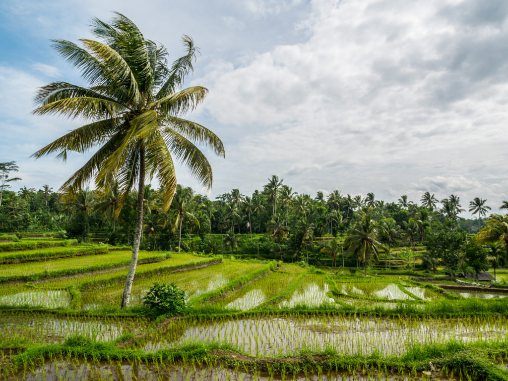 Lombok