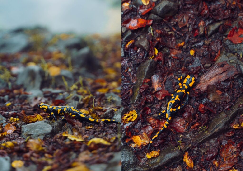 Beskid Wyspowy - Salamandra