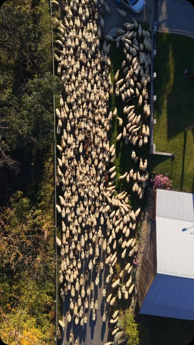 Redyk jesienny 🍁🐑To wyjątkowa tradycja, podczas której bacowie i juhasi wraz z owcami wracają z hal po zakończeniu sezonu wypasowego.• Redyk Jesienny •OchotnicaGórna • Góry •
