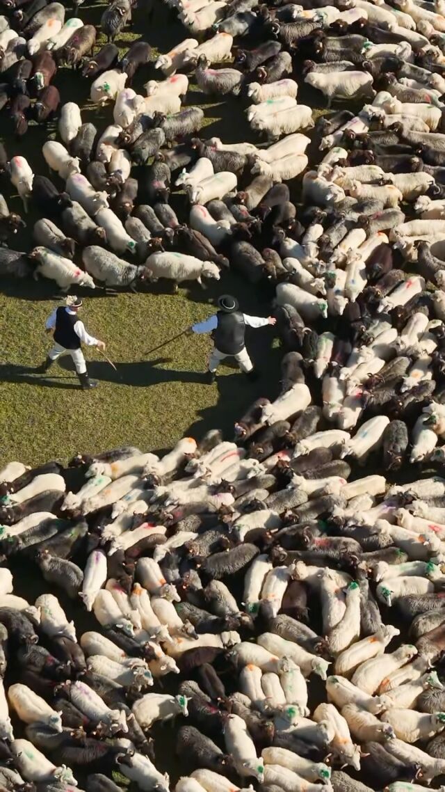 🐑 Redyk w Kluszkowcach już w ten weekend! 🍁

Redyk jesienny to wyjątkowy moment, kiedy owce wracają z górskich hal po zakończeniu sezonu wypasu. To piękna góralska tradycja, która od pokoleń łączy ludzi, naturę i pasterską kulturę Podhala.

W zeszłym roku byliśmy na redyku w Kluszkowcach gdzie szczególne znaczenie ma historia braci Leśnickich. Baców, których stada (czarne i białe owce) spotykają się podczas redyku. Wygląda to niesamowicie! 

📍 17 października 2026, Kluszkowce
🐑 Redyk rozpoczyna się o 13:30.

•Redyk •Kluszkowce •Pieniny •Podhale •GóralskaTradycja •WypasKulturowy