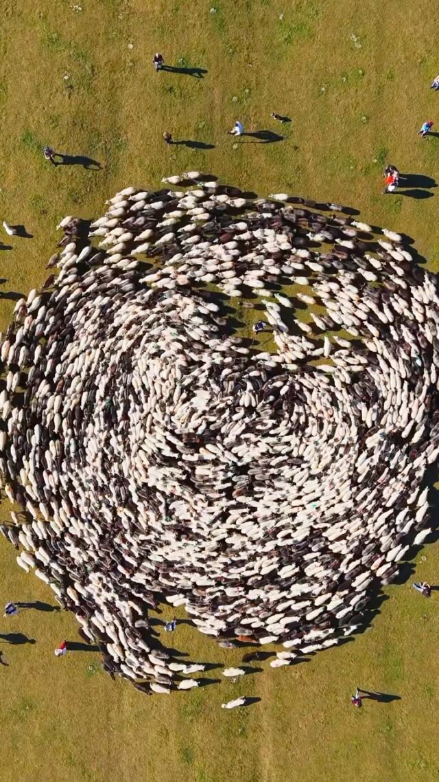🐑 Redyk w Kluszkowcach już w ten weekend! 🍁Redyk jesienny to wyjątkowy moment, kiedy owce wracają z górskich hal po zakończeniu sezonu wypasu. To piękna góralska tradycja, która od pokoleń łączy ludzi, naturę i pasterską kulturę Podhala.W zeszłym roku byliśmy na redyku w Kluszkowcach gdzie szczególne znaczenie ma historia braci Leśnickich. Baców, których stada (czarne i białe owce) spotykają się podczas redyku. Wygląda to niesamowicie!📍 17 października 2026, Kluszkowce
🐑 Redyk rozpoczyna się o 13:30.•Redyk •Kluszkowce •Pieniny •Podhale •GóralskaTradycja •WypasKulturowy
